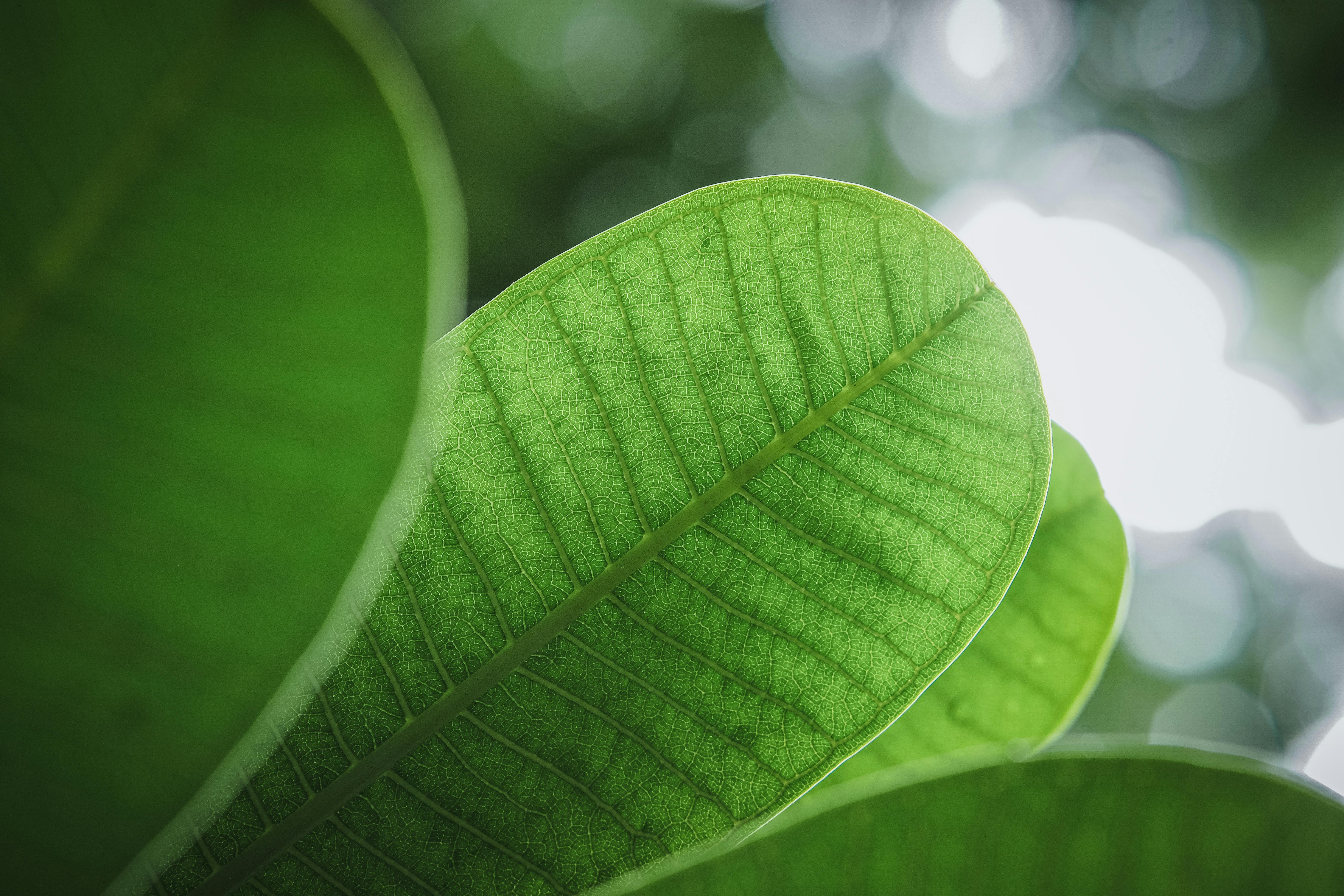 Lush green leaves